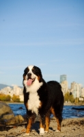 Picture of Bernese Mountain Dog