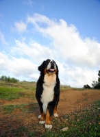 Picture of Bernese Mountain Dog