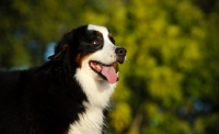 Picture of Bernese Mountain Dog