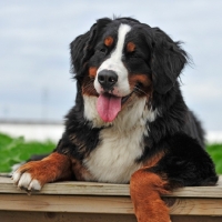 Picture of Bernese Mountain Dog