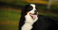 Picture of Bernese Mountain Dog