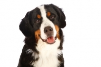Picture of Bernese Moutnain Dog 