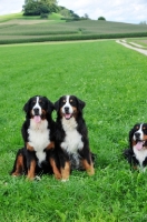 Picture of Bernese Moutnain Dogs (aka Berner Sennenhund) in field