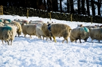 Picture of Berrichon Du Cher Ram-and Texel cross ewes