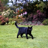 Picture of beverley nichols' black cat in his garden