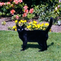 Picture of beverley nichols' black cat in his garden