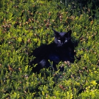 Picture of beverley nichols' black cat in his garden