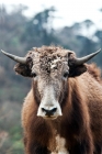 Picture of Bhutanese yak