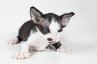 Picture of bi-colour Peterbald kitten 4 weeks old