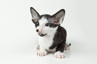 Picture of bi-colour Peterbald kitten 5 weeks old