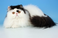 Picture of bi-coloured, black and white persian cat, lying down
