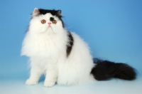 Picture of bi-coloured, black and white persian cat