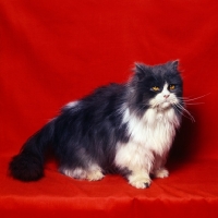 Picture of bi-coloured (blue and white) long hair cat
