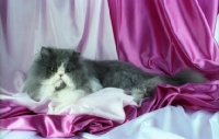 Picture of bi-coloured, blue and white persian cat