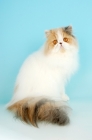 Picture of bi-coloured, blue cream and white persian cat