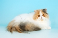 Picture of bi-coloured, blue cream and white persian cat lying down