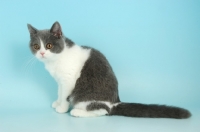 Picture of bi-coloured british shorthair cat sitting, blue and white