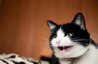Picture of bi-coloured cat meowing