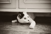 Picture of bi-coloured cat under cupboard