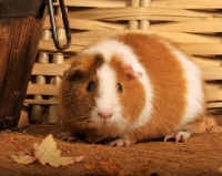 Picture of bi-coloured guinea pig