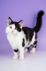 Picture of bi-coloured household kitten on purple background