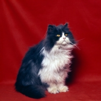 Picture of bi-coloured long hair cat, blue and white