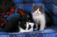 Picture of bi-coloured Persian kittens (black and white plus blue and white)