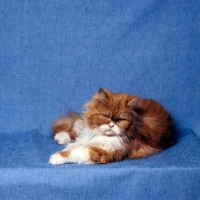 Picture of bi-coloured red tabby and white long hair cat