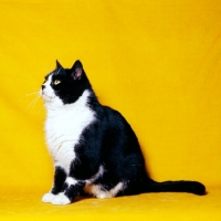 Picture of bi-coloured short hair cat, black and white show cat