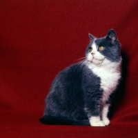 Picture of bi-coloured short hair cat, blue and white, show cat from pathfinders