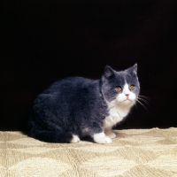 Picture of bi-coloured short hair cat, blue and white show cat