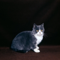 Picture of bi-coloured short hair cat, blue and white show cat