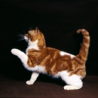 Picture of bi-coloured short hair cat, red tabby and white with one foot up pawing