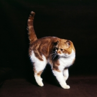 Picture of bi-coloured short hair cat, red tabby and white