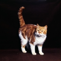 Picture of bi-coloured short hair cat, red tabby and white show cat from pathfinders
