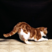 Picture of bi-coloured short hair cat, red tabby and white