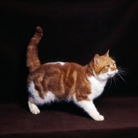 Picture of bi-coloured short hair cat, red tabby and white