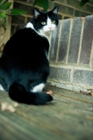 Picture of bi-coloured short haired cat, back view