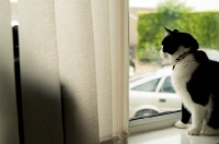 Picture of bi-coloured short haired cat behind window
