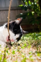Picture of bi-coloured short haired cat chewing branch