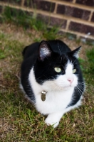 Picture of bi-coloured short haired cat crouching in garden