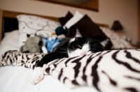 Picture of bi-coloured short haired cat in bedroom