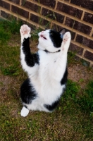 Picture of bi-coloured short haired cat jumping up