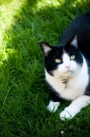 Picture of bi-coloured short haired cat lying down on grass