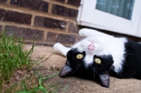 Picture of bi-coloured short haired cat lying on back