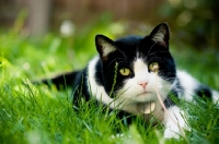 Picture of bi-coloured short haired cat lying on grass