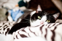 Picture of bi-coloured short haired cat on bed