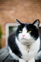 Picture of bi-coloured short haired cat outside