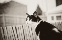 Picture of bi-coloured short haired cat outdoors