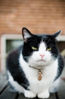 Picture of bi-coloured short haired cat on table